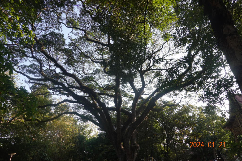 Dramatic, large tree at Wat Jed Yod, Chiang Mai, Thailand