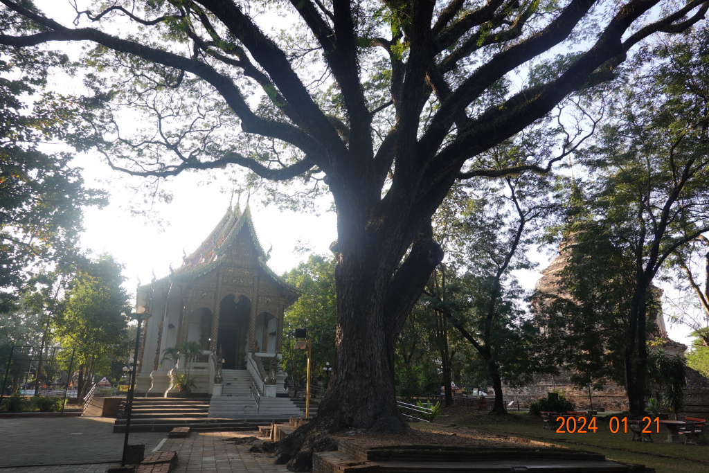 Approaching the newer viharm by the large tree, Wat Jed Yod, Chiang Mai, Thailand